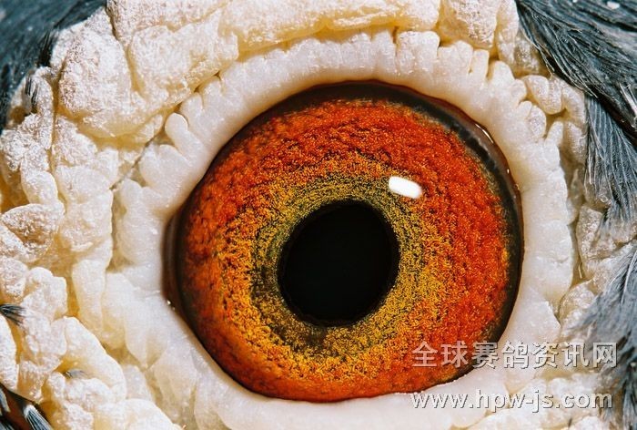 圖八