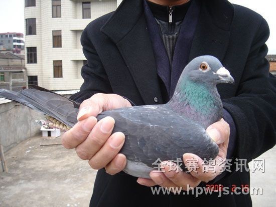 07—047679 ♂(07年秋季第四屆“聯(lián)合杯”決賽南京全市第一羽歸巢,加時(shí)三十分鐘后獲9名)