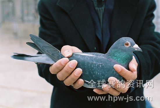 06—166538 ♀ (06年秋季第二屆“聯(lián)合杯”司放上海,5600羽決賽鴿當(dāng)日歸巢五百多羽,本鴿全市第一羽歸巢,于司放當(dāng)日下午3:58分報(bào)到。由于福州鴿會(huì)規(guī)定郊區(qū)飼養(yǎng)棚按實(shí)際歸巢時(shí)間另加三十分鐘,最終本鴿排名第24名。)