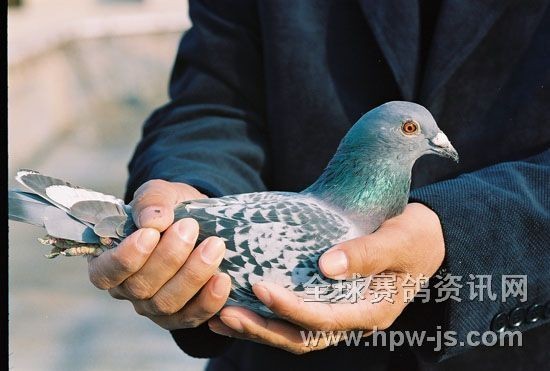 07—248974 ♀ (07年市會(huì)冬季幼鴿賽132元檔亞軍,總體第三名)
