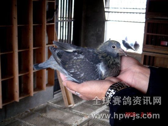 二名母上一窩的小鴿
