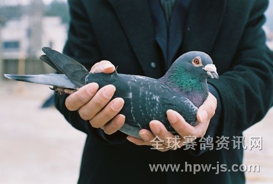 二名母配對(duì)雄00—164071(二名母直子)