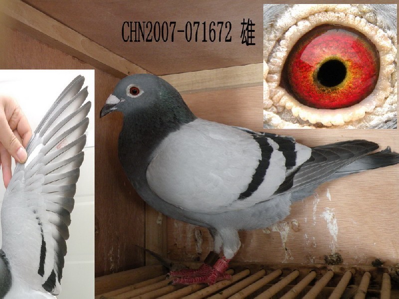 һ׿ӭh(hun)̖(ho)c(din)S