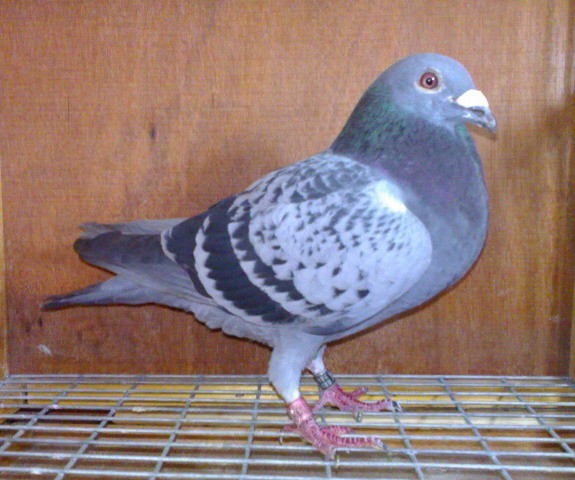 前鋒一號(hào)(鴻翔鴿舍第12年冠軍鴿)