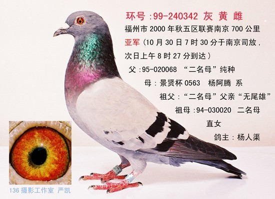 2000年南京亞軍(歸巢后一星期拍攝的照片)