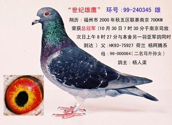 2000年秋南京冠軍(歸巢后一星期拍攝的照片)